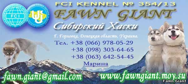 FCI Kennel Fawn Giant
